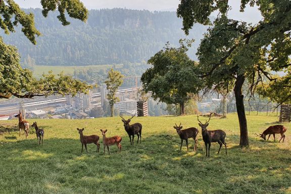Wildpark Feldkirch 